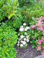 Hortensie magic.webp