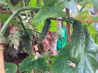 Gurke Fladi-B 26-09-17*06.webp