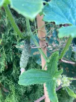 Gurke Fladi-B 26-09-17*05.webp