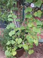 Gurke Fladi-A 26-08-27_01.webp