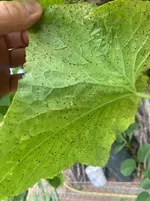 Gurke Fladi-A 26-08-27_02.webp