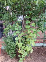 Gurke Fladi-A 26-08-29_01.webp