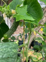 Gurke Fladi-A 26-09-16*02.webp