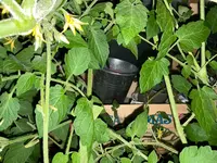 IMG_2602.webp IMG_2602.webp