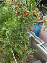 IMG_1587.webp IMG_1587.webp