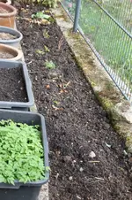 Brennesselplantage 0126.webp