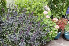Ter   3126.webp