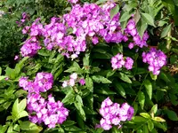 Phlox  paniculata.webp