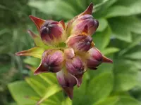 2026LilieTopf2.webp