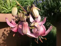 2026LilieTopf3.webp