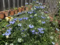 2026NigellaTopf8.webp