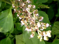 004.webp