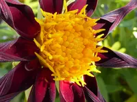 010.webp
