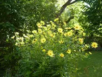 P1110024.webp
