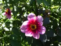 040.webp