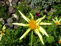 035.webp