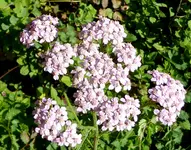 21.webp