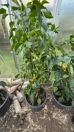 IMG_0491.webp IMG_0491.webp