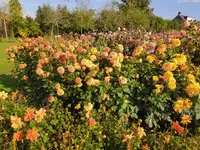 IMG_20260927_154409.webp