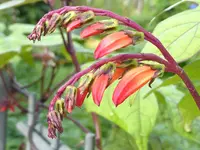 Mina lobata.webp Mina lobata.webp