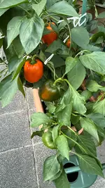 IMG_0594.webp IMG_0594.webp