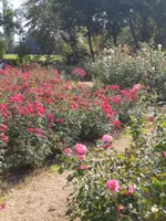 IMG_20261004_133033.webp