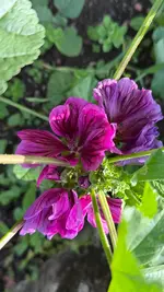 IMG_0555.webp IMG_0555.webp