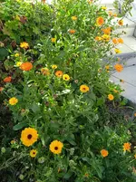 IMG_20261005_160530.webp
