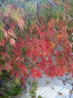 IMG_20261005_161352.webp