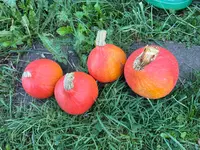 IMG_0632.webp IMG_0632.webp