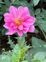 IMG_0679.webp IMG_0679.webp