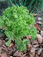 Einzelpflücksalat.webp