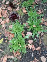 Pflanzsalat.webp