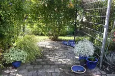 Hosta-Winterlager 0226.webp
