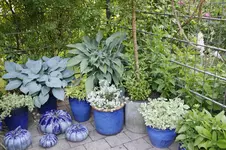 Hostaparade      0625.webp