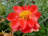 Dahlie Pooh zweite Seite.webp