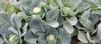 Kohl 2026.webp