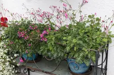 Oktober      3126.webp
