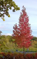 Gallery_1792410951125.webp