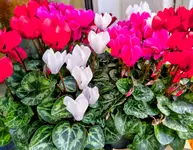 IMG_20261020_112245245_HDR~2.webp