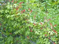 Mina lobata.webp