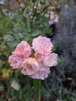 20261023_093827.webp