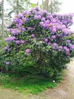 IMG_20260601_115202.webp