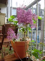 P4290283.webp