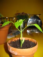 IMG_0533.webp