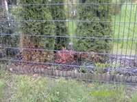 Garten3.webp