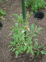 Corbarino_IMG_1029.webp