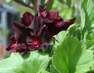 dunkelrote Geranie_klein.webp