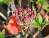 Azalee Gibraltar2_klein.webp
