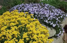 Steinmauer Hangbeet2_klein.webp